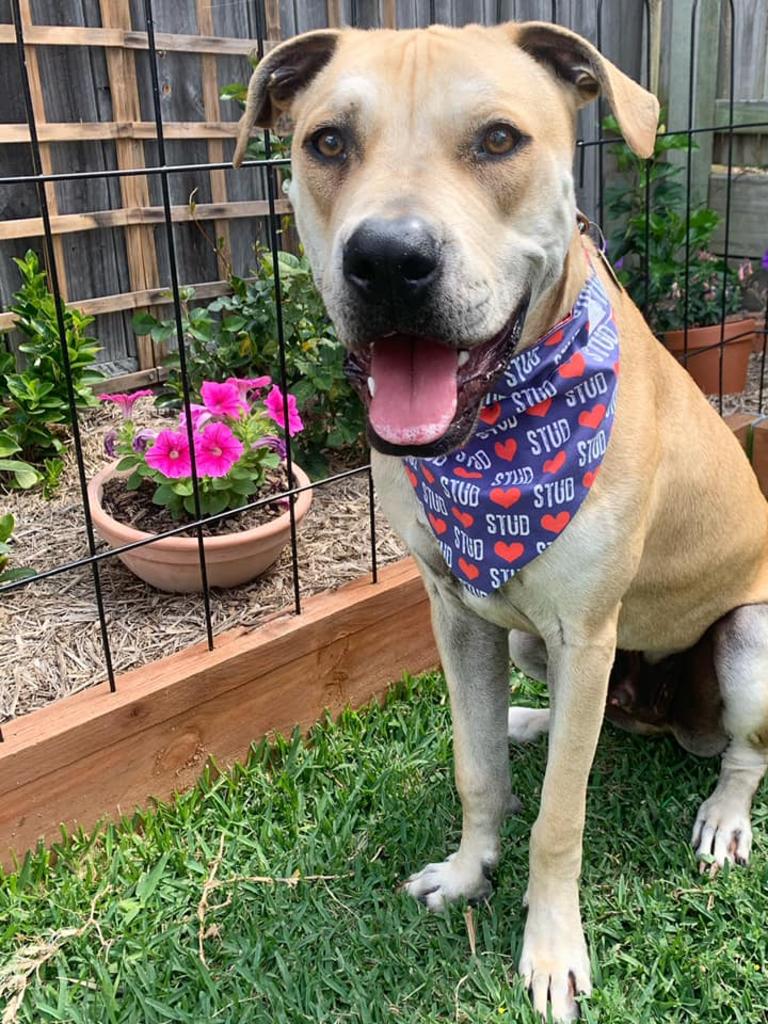 This pooch is a real stud! Picture: Georgia Malysiak.