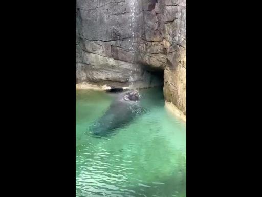Singing in the Rain: Walrus Whistles Sweet Tune Under Zoo Water Feature
