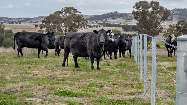 It is expected offers for the Plumthorpe aggregation could fall between $20,000 to $28,000 per cow area.