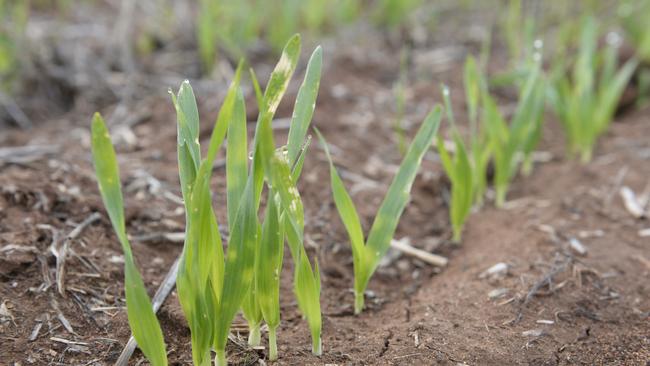 Spring’s hope: The forecast is for average autumn and winter rainfall, followed by a wetter-than-average spring across Australia’s south-east.