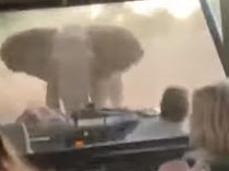 The elephant stormed the tourists in the Jeep