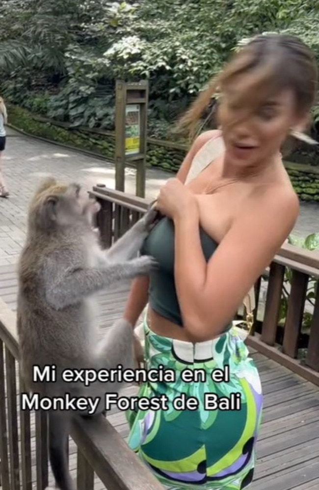 650px x 1000px - Bali monkey tries to expose breasts of Former Miss Peru Paula Manzanal |  news.com.au â€” Australia's leading news site