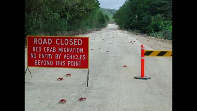 Migration of Millions of Red Crabs Kicks Off on Christmas Island - Vehlad