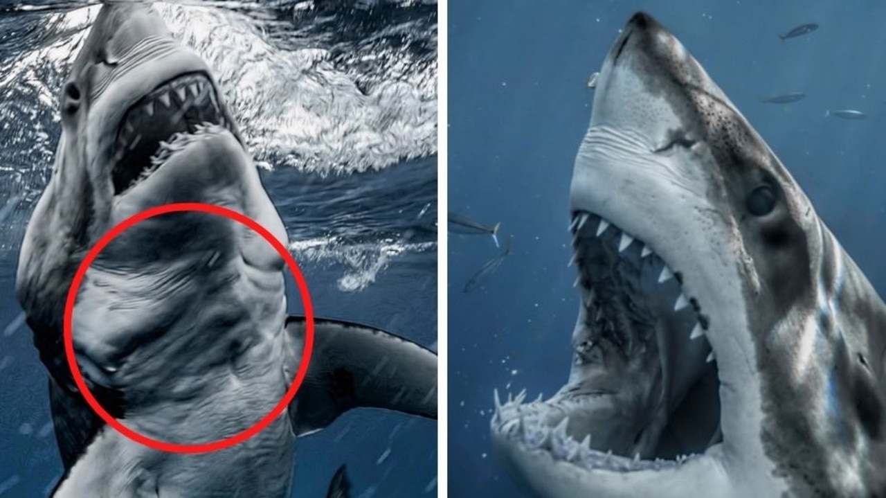 Gran tiburón blanco musculoso con paquete de seis visto por buzo en México
