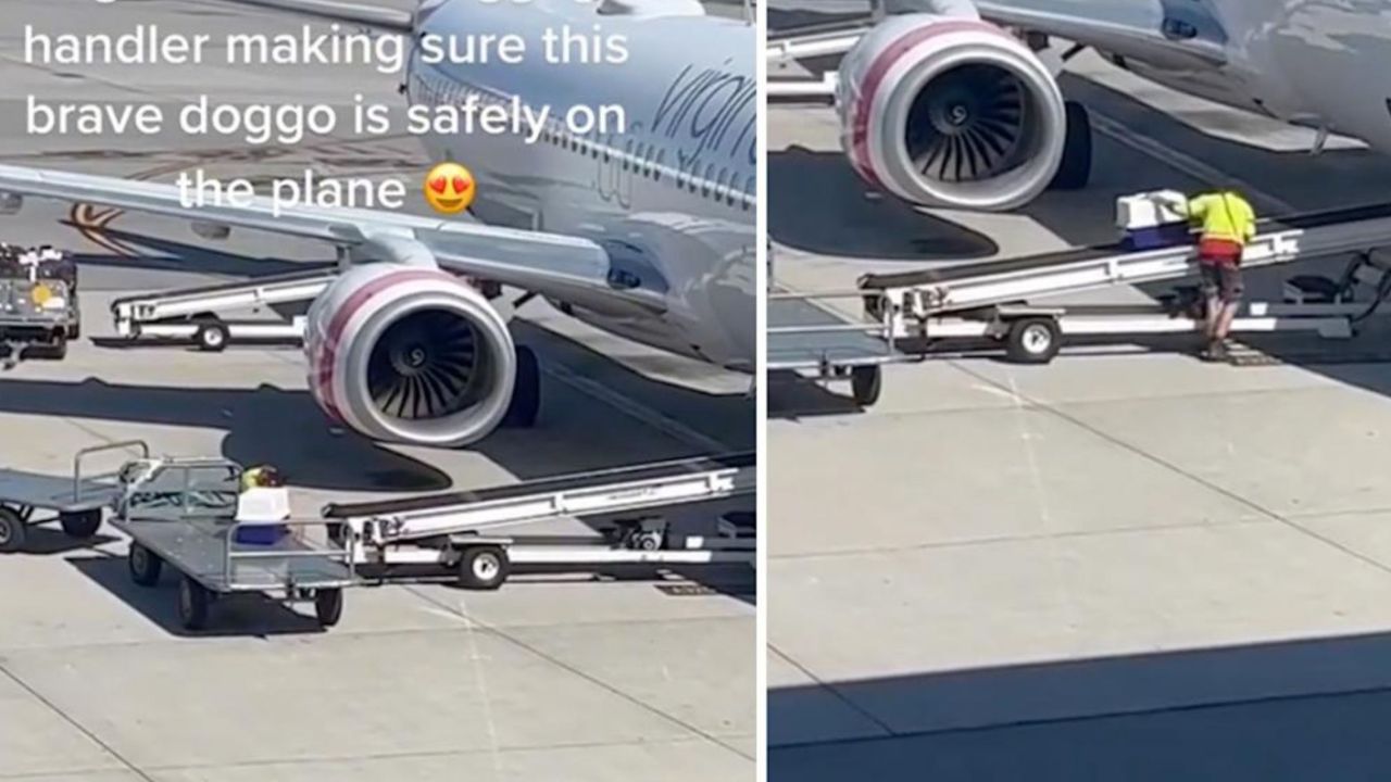 Video of Virgin baggage handler comforting dog goes viral | escape.com.au