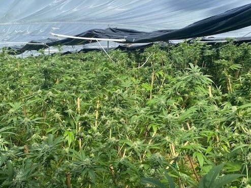 More than 10,000 cannabis plants were seized. Picture: NSW Police
