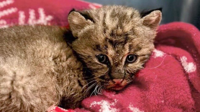 #TheMoment a bobcat kitten was rescued during post-tropical storm ...