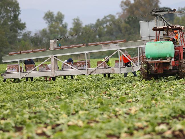 Backpackers working on a farm in Queensland. Pictures: Jack Tran/Courier Mail