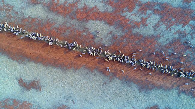 A drone image of sheep feeding near Tamworth. Picture: Sam Ruttyn