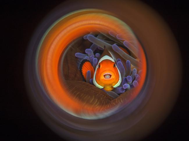 Commended category 2... Macro. Clownfish Swirl. Towards the end of the dive I suddenly saw a nice Anemone with clownfish. After some minutes the clownfish to have studied I saw that this clownfish is the same button swam in the Anemone, I focused on the clownfish and so I have to take several pictures through the aluminium tube that mounted on my port was so that I have obtained a round mirror effect. Picture: Luc Rooman/Belgium/UPY 2017