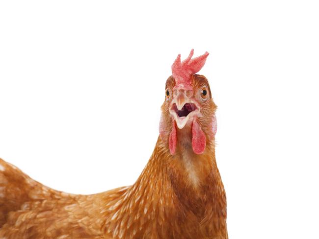 head of chicken hen shock and funny surprising isolated white background, generic