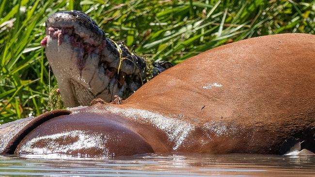 The croc with its prey. Picture: Michele Bain