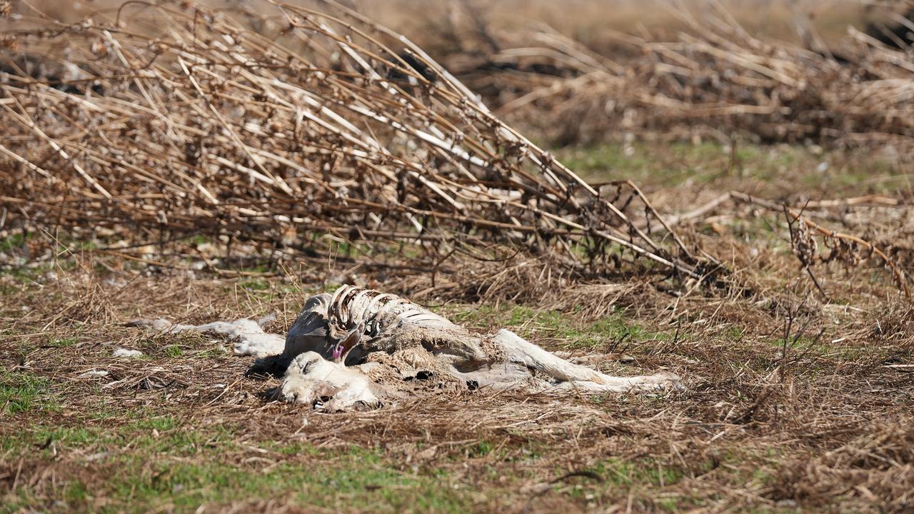 A devastating image taken on Scott Darcy’s Forbes property shows the horrors of farmland hit by this year’s floods. Picture: Rural Aid.