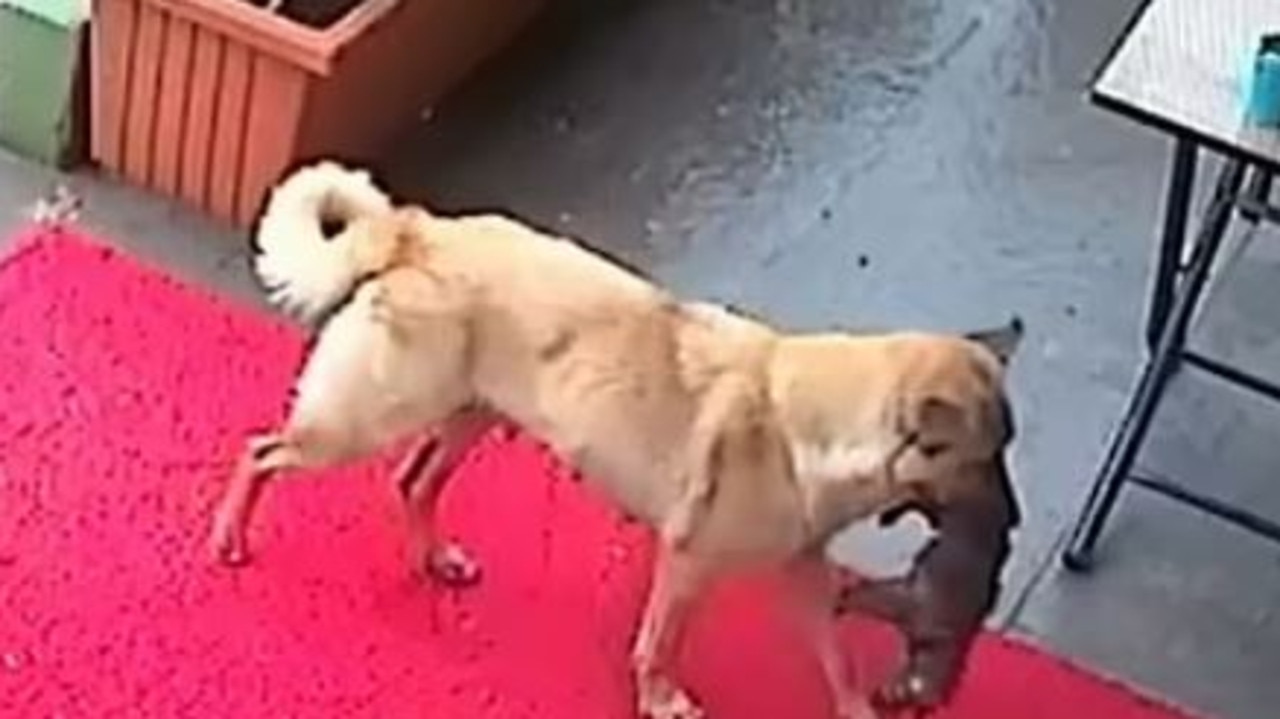 Mother dog’s incredible act caught on film