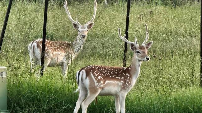 Deer sighted by residents in Harrington Park area. Picture: Facebook