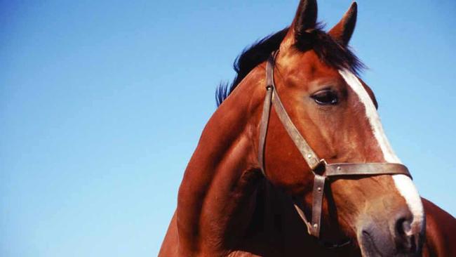 A Grafton man claimed he had consent for sex acts with a horse. FILE PHOTO. Picture: John Foxx