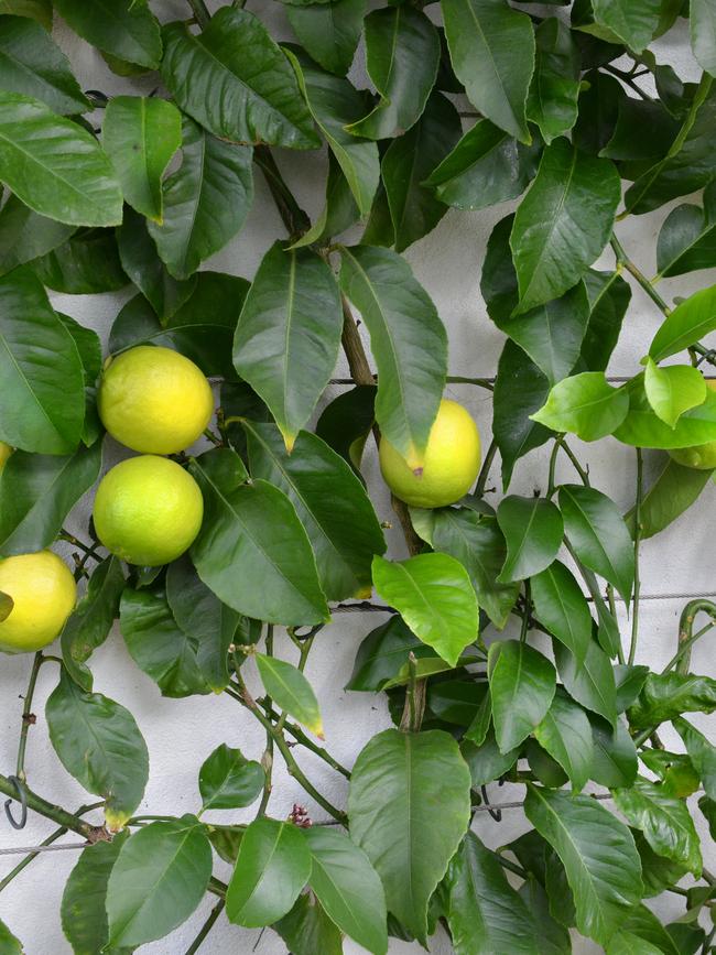 Citrus: Espalier with lemons. Picture: Fawcett Media