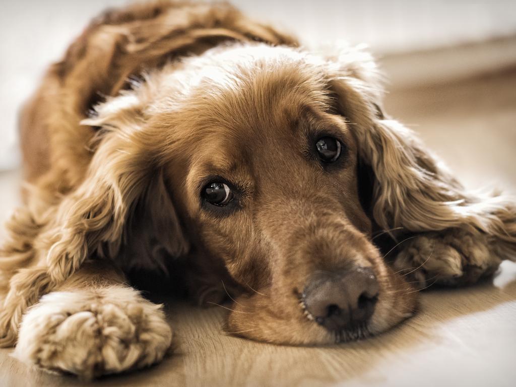 It is not unusual for some dogs to be fussy with their food. Picture: iStock