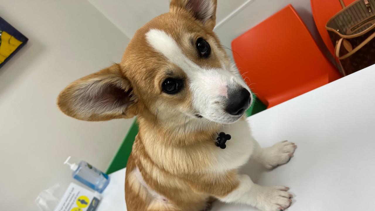 Corgi eyebrows hot sale