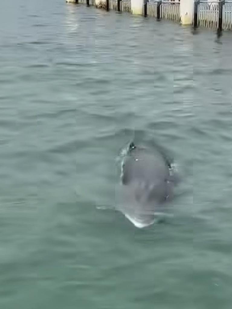 The whale was spotted by people on a ferry boat. Picture: Facebook/Cronulla &amp; National Park Ferry Cruises.