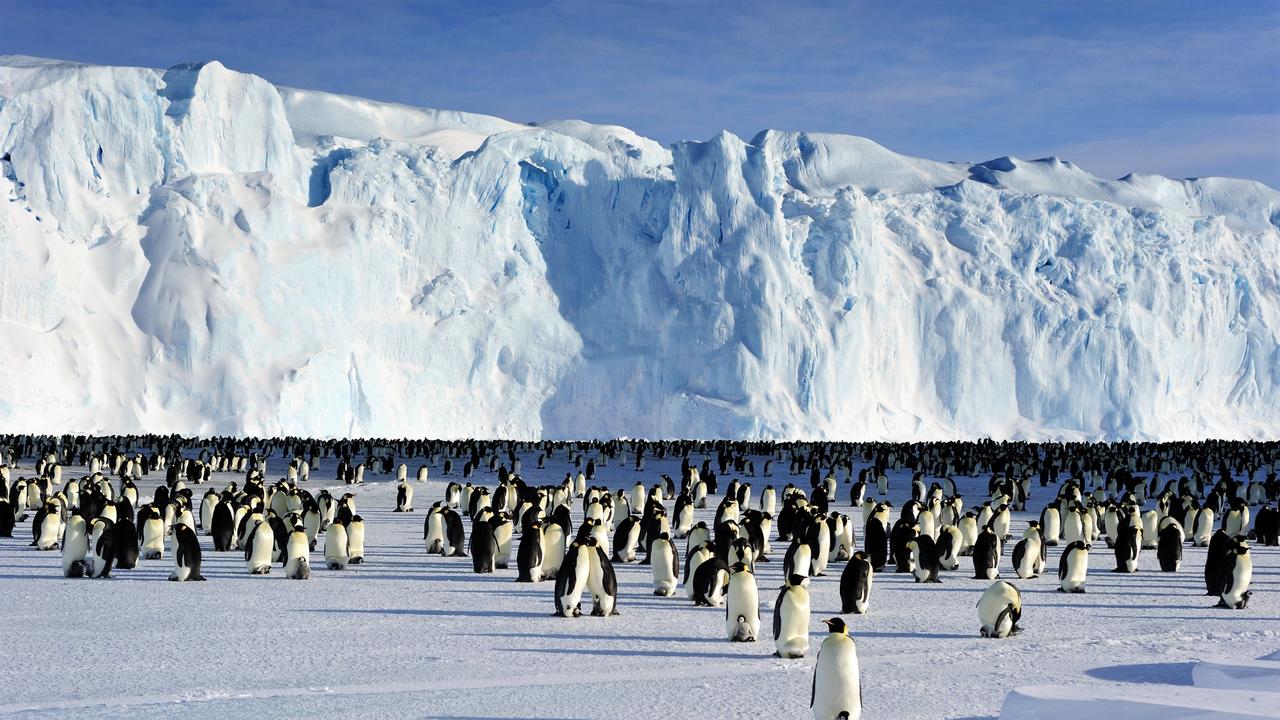 Emperor penguins at Auster colony. Photo: UTAS/Pat James