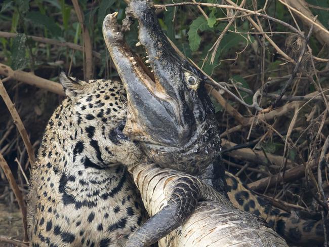 Caimans form a large part of the jaguar's diet in the Pantanal but battles such as this are very rarely observed and seldom photographed. (Photo by Chris Brunskill Ltd/Getty Images)