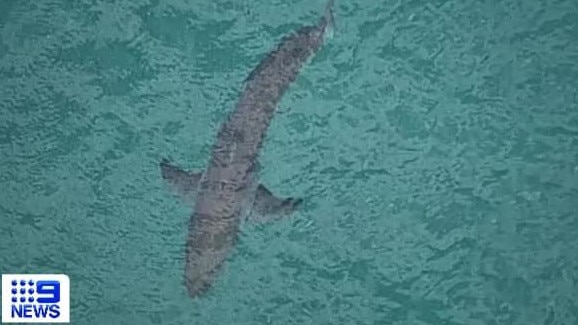 A shark sighted at Salt Beach near Kingscliff after the attack on Sunday.