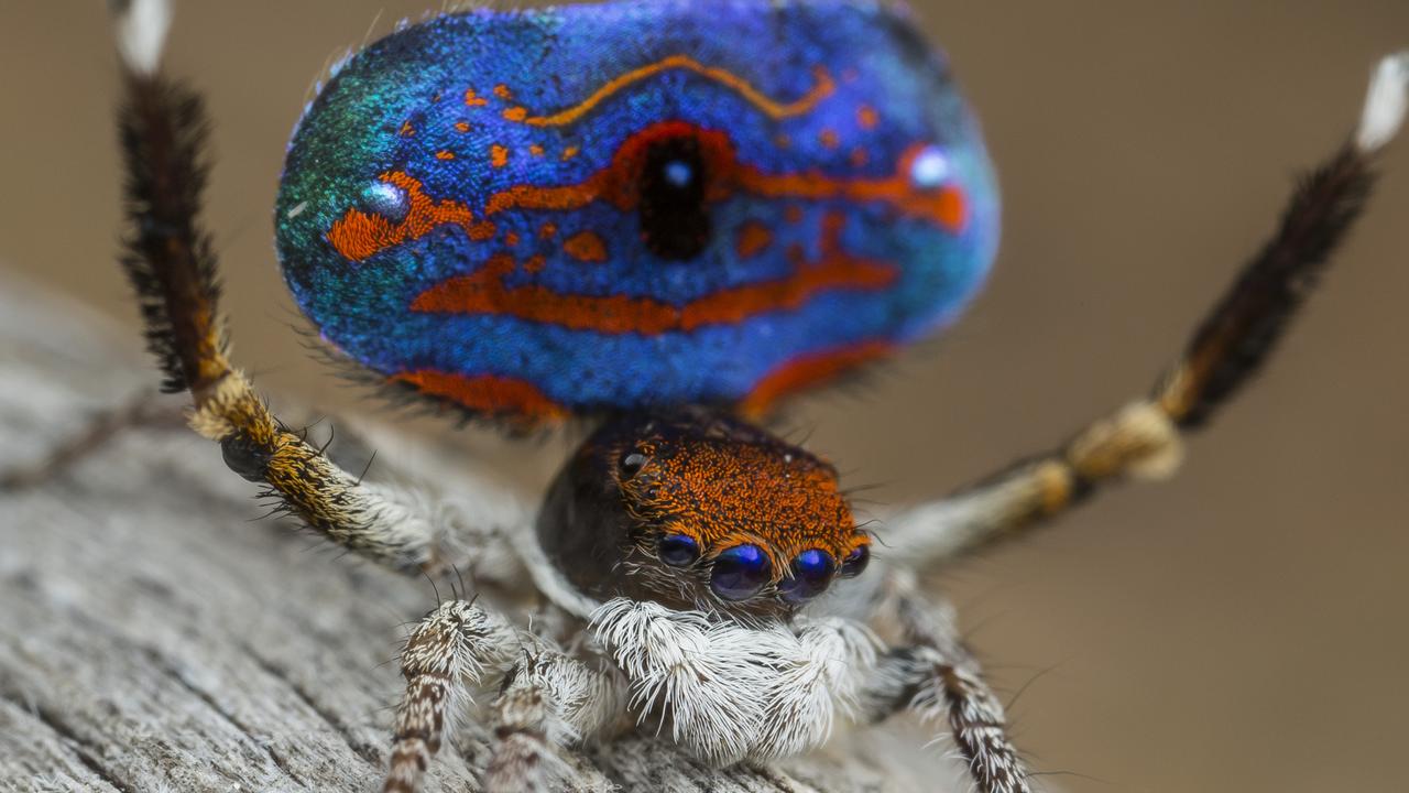 Five new peacock spiders from Western Australia