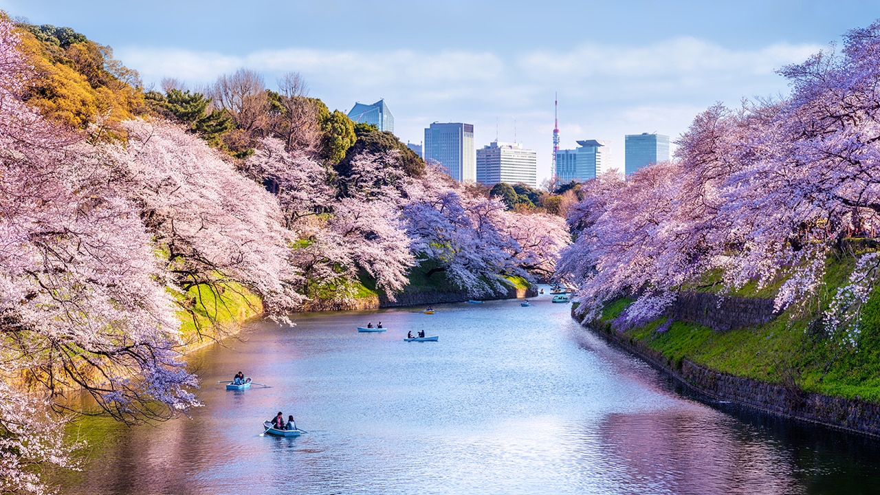 Cherry blossoms in Japan. Picture: iStock