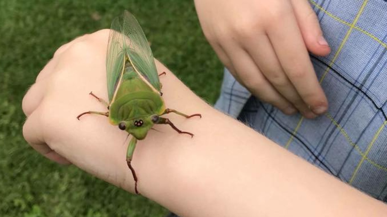 Brood X cicada hatch begins in US KidsNews