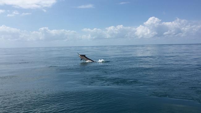 Vaughan Cullen and his mates reeled in this black marlin off Dundee Beach. Picture: Supplied