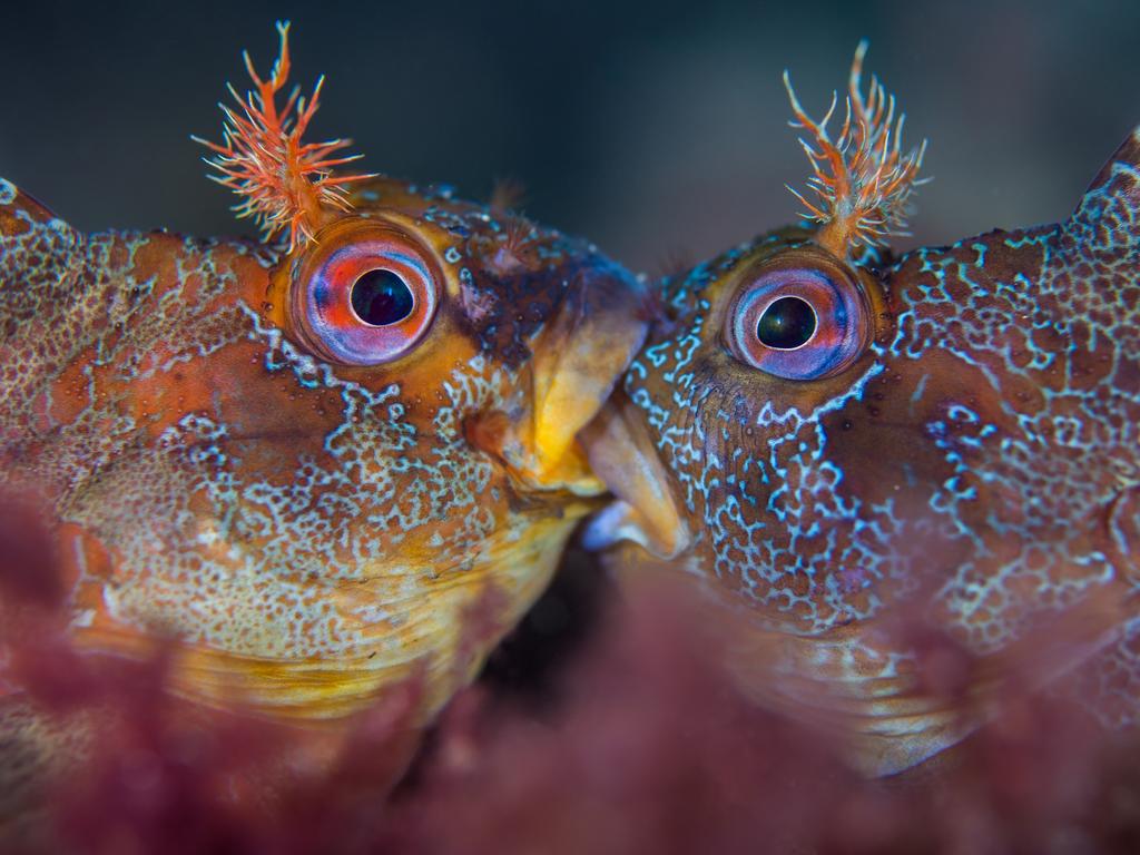 Underwater Photographer of the Year 2018. WINNER Category 10. British Waters Macro Credit name: Henley Spiers/UPY 2018 Nationality: United Kingdom Image caption: Battle of the Tompots Country taken: U.K. Location: Swanage Pier, Swanage, Dorset “ Despite appearances, these two Tompot Blennies are not kissing but engaged in a ferocious battle over mating rights. The British summer is mating season amongst Tompots and competition is fierce. To my surprise and wonder, he was soon joined by another male and they started tussling. “