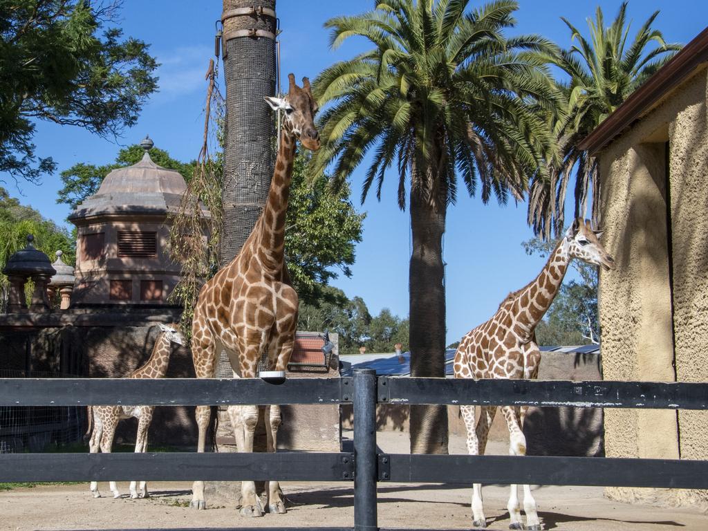 The same rule applies for those who attend Adelaide Zoo Picture: Supplied/Adrian Mann via Zoos SA