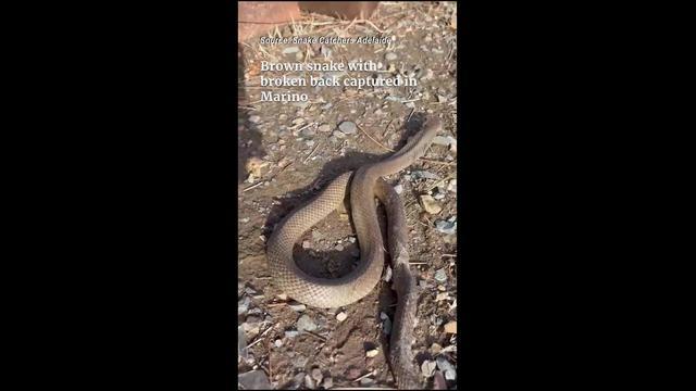 Brown snake with broken back captured in Marino