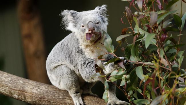 Walker Corporation and WIRES will establish a koala rehabilitation facility in the Macarthur region. Picture: Josh Woning