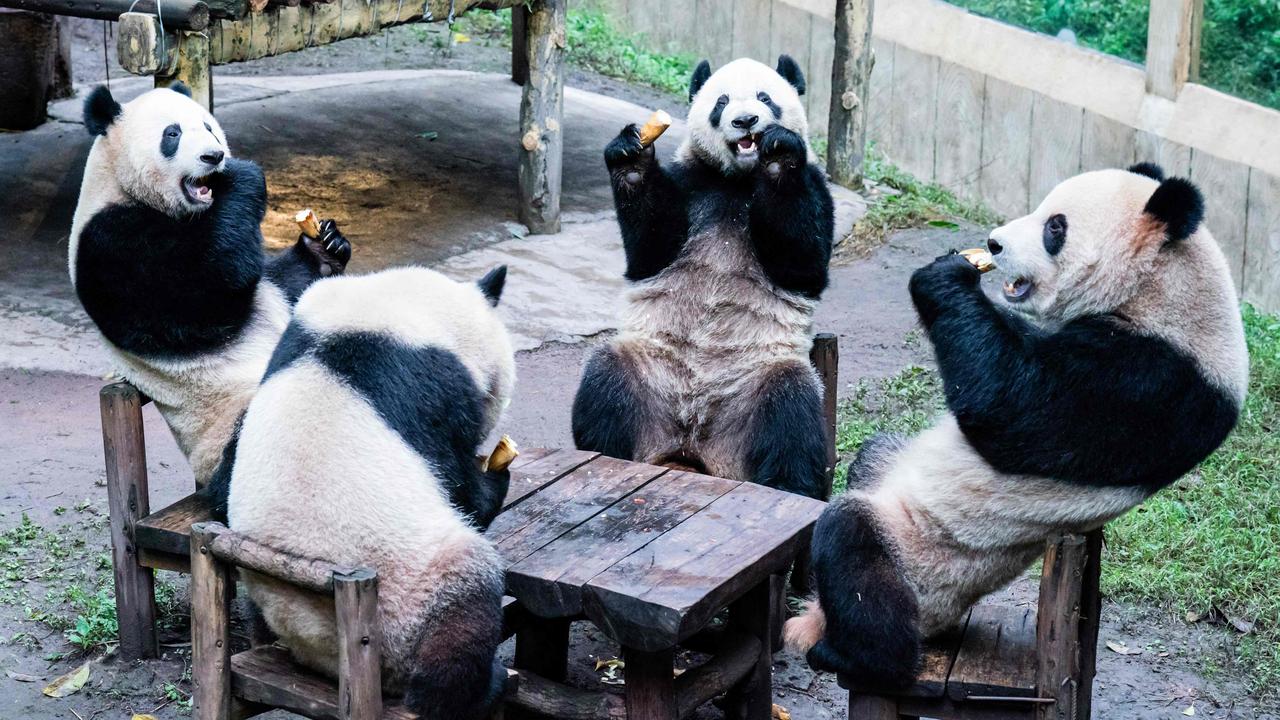 Pandas have lunch together inside their enclosure at a zoo in China. Picture: AFP