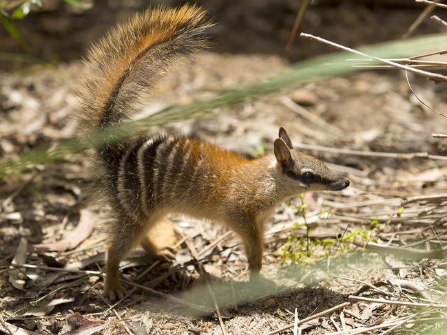 State symbol: A baby numbat. Picture: Stewart Allen