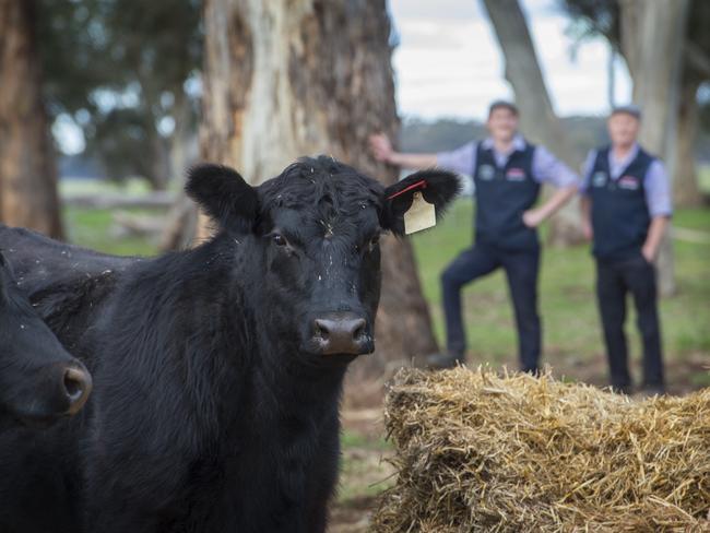 FOCUS: Dargaville FamilyThe Dargaville family run and operate a beef farm, which they established purely to service their in-town butcher in Ballarat, taking control of the 'paddock to plate' narrative.Pictured: Jackson and his father David DargavillePICTURE: ZOE PHILLIPS