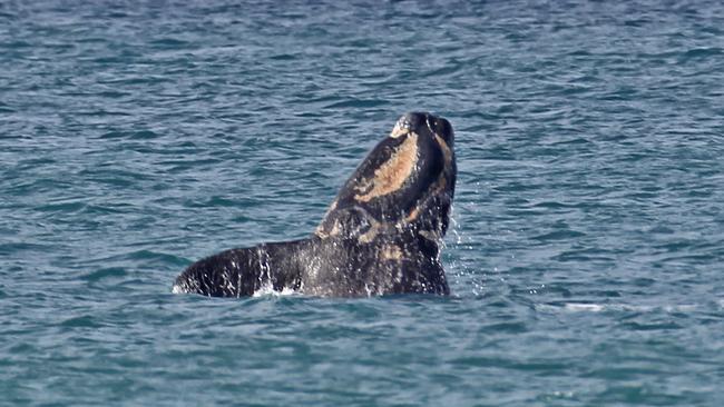 A whale and her calf have been spotted near Portland. Picture: Bob McPherson