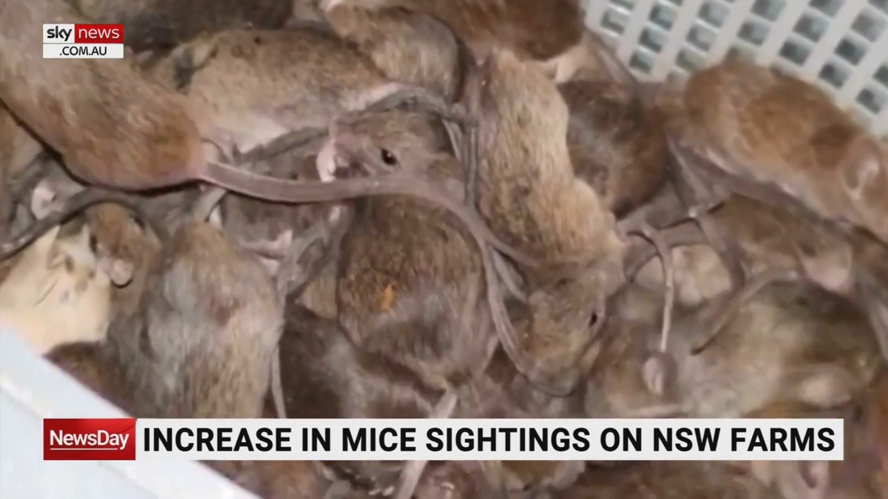 ‘Recipe for a really good mouse plague’: Mice infestation on NSW farms