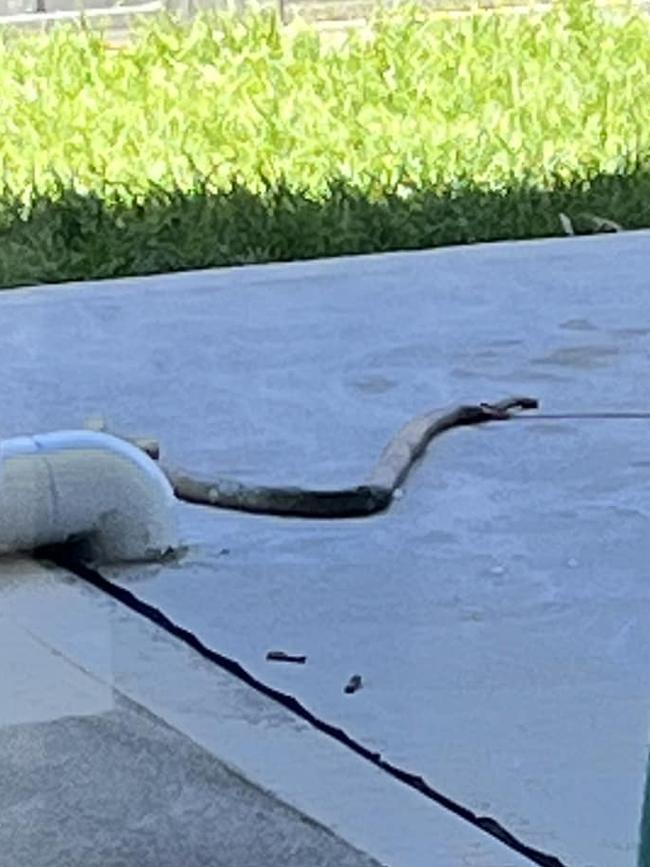 The brown snake that attacked Angle Vale pup Dusty. Picture: Sanga Mckenzie