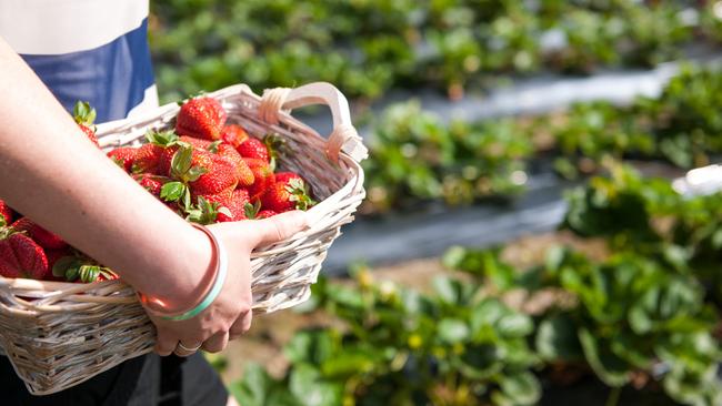 Mount Barker Strawberries was one of the primary producers to use the companies. Picture: SATC