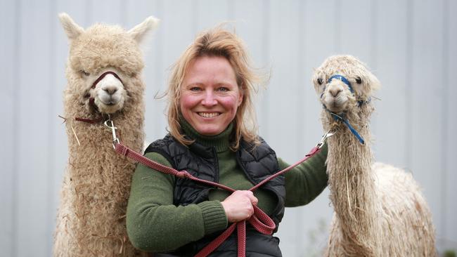 Alpaca wool: Renters carve out unique place in yarn market | The ...