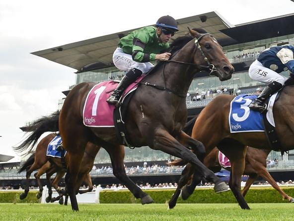 Beer Baron is readyfor a strong performance first-up. Picture: Bradley Photos