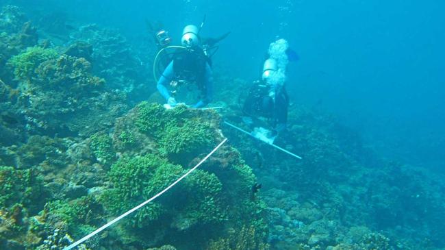 A research project in the Philippines led by a SCU Professor could be the saviour of many dying coral reefs around the globe.