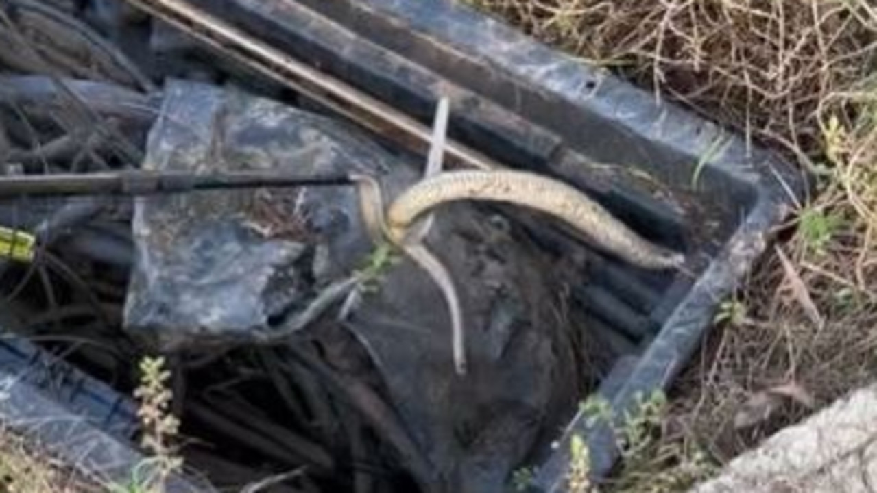 A brown snake was removed from a pit in Lewiston after it was discovered by Telstra workers. Picture: Supplied