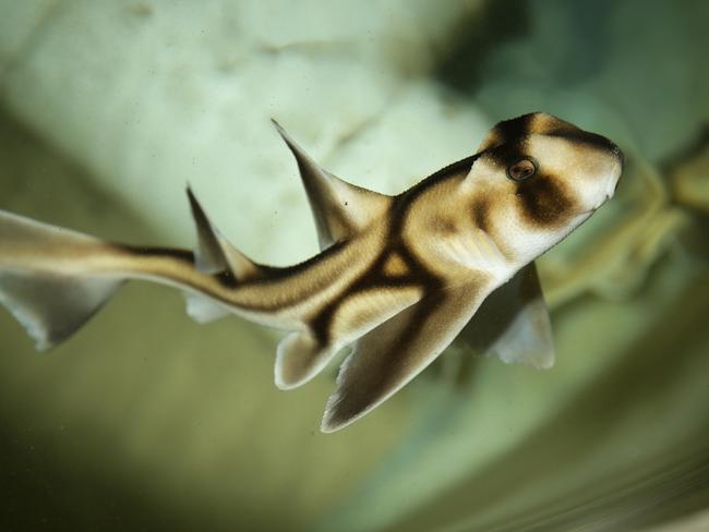 An adorable Port Jackson shark pup at the lab. Picture: Virginia Young