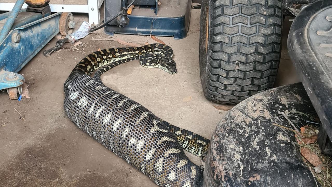 Big-bellied snake goes viral