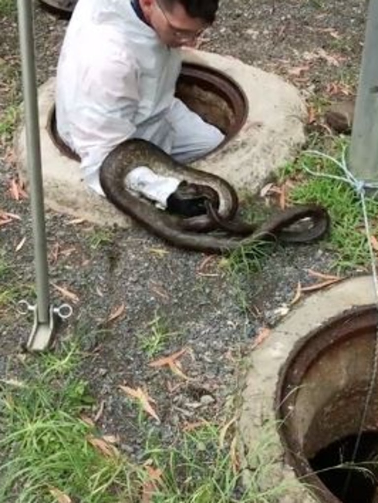 Snakes in a drain: spotted black snake found in Queensland public toilet, Snakes