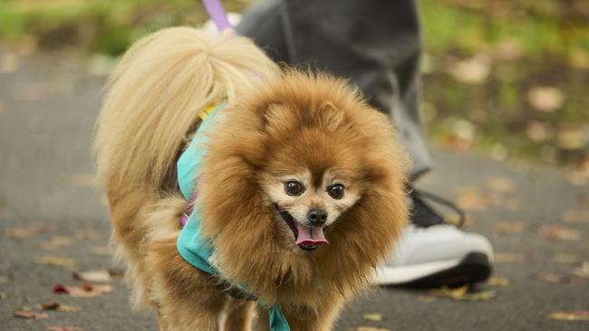 Million Paws Walk at Adelaide Botanic Gardens. Picture: Matt Loxton